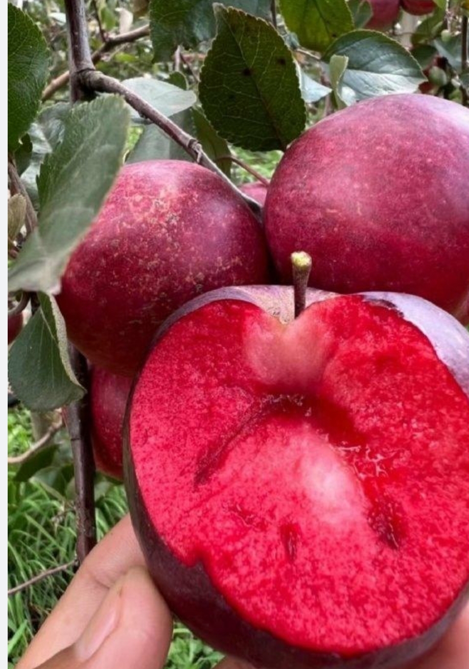 خرید نهال سیب خونی قرمز درشت شیرین اب دار بسیار اقتصادی مقاوم به کم ابی و سرما
