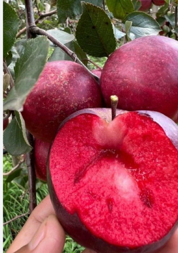خرید نهال سیب خونی قرمز درشت شیرین اب دار بسیار اقتصادی مقاوم به کم ابی و سرما