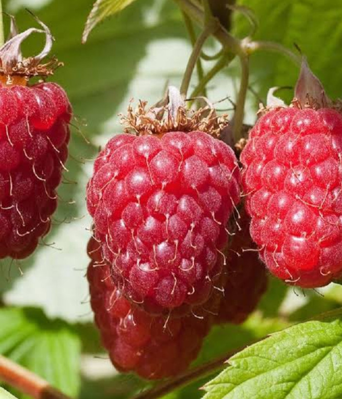 خرید نهال رازبری 3فصله درشت خوشمزه بسیار اقتصادی مقاوم به کم ابی و گرما