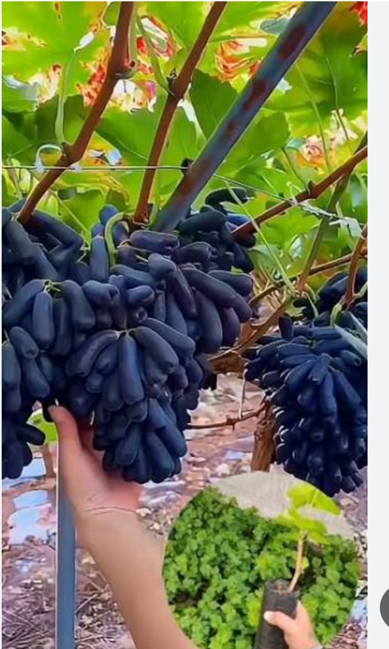 خرید نهال انگور انگشتی درشت شیرین اب دار بسیار اقتصادی مقاوم به کم ابی و سرما