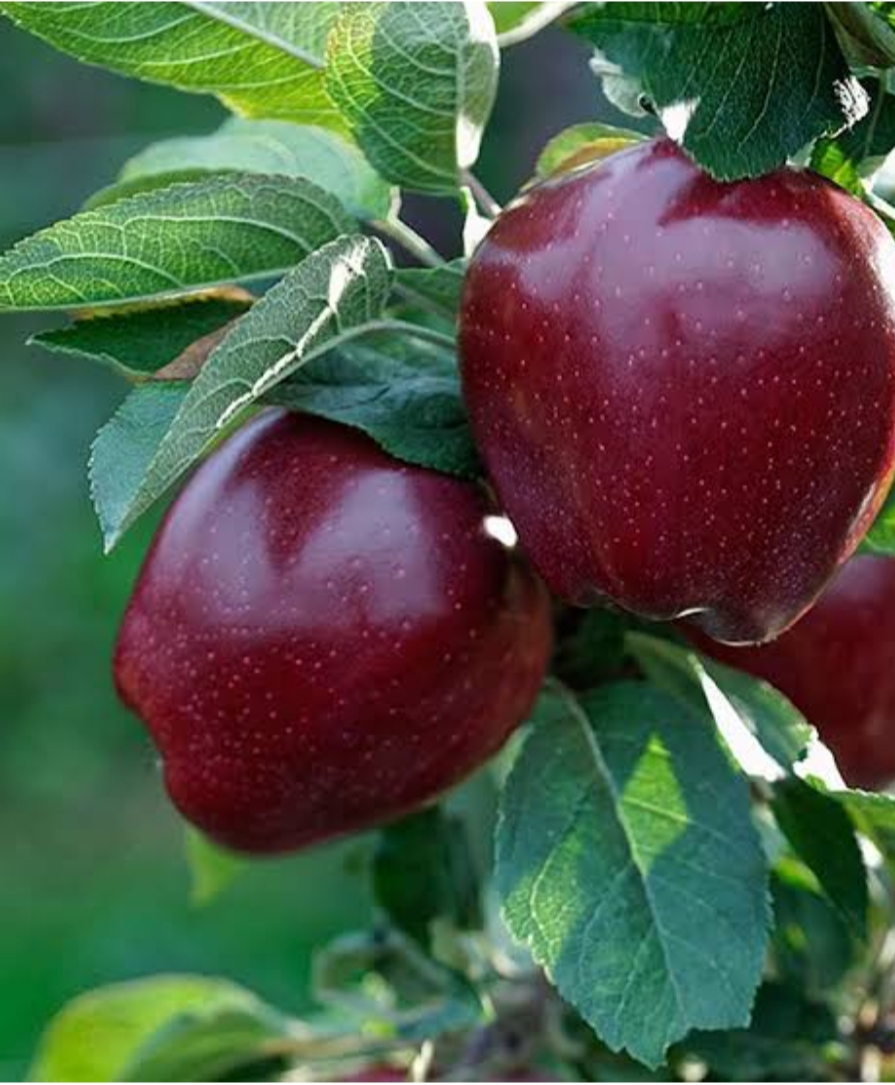 خرید نهال سیب قرمز لبنان درشت شیرین اب دار بسیار اقتصادی مقاوم به کم ابی سرما