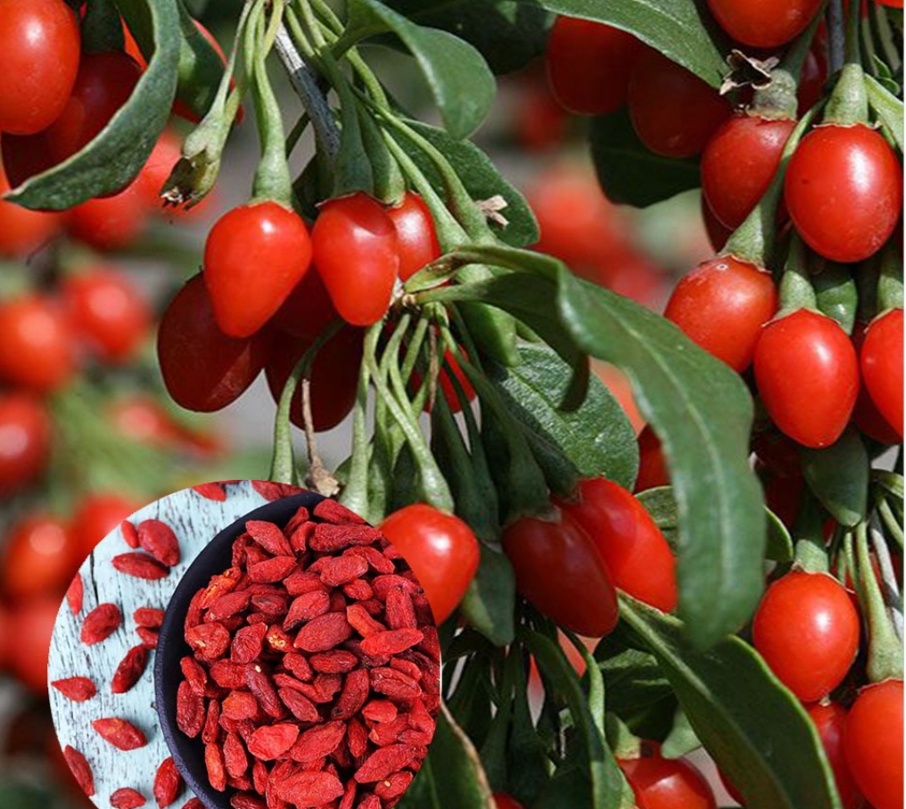 خرید نهال گوجی بری پربار درشت اب دار بسیار اقتصادی مقاوم به کم ابی و سرما