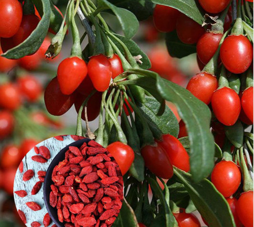 خرید نهال گوجی بری پربار درشت اب دار بسیار اقتصادی مقاوم به کم ابی و سرما