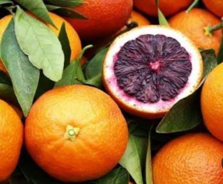 خرید نهال پرتقال تامسون خونی درشت اب دار شیرین بسیار اقتصادی مقاوم به کم ابی و سرما
