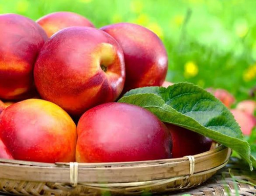 خرید نهال شلیل سایز بزرگ بن دار اب دار شیرین بسیار اقتصادی مقاوم به کم ابی و سرما