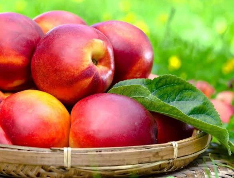 خرید نهال شلیل سایز بزرگ بن دار اب دار شیرین بسیار اقتصادی مقاوم به کم ابی و سرما