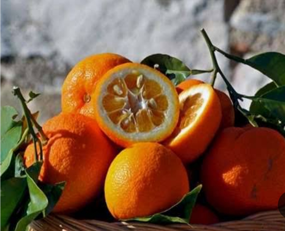 خرید نهال نارنج شیرین چینید درشت شیرین اب دار بسیار اقتصادی مقاوم به کم ابی و سرما