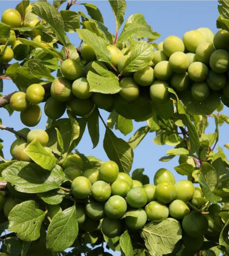 خرید نهال گوجه سبز سردرودی شیرین اب دار بسیار اقتصادی مقاوم به کم ابی و سرما