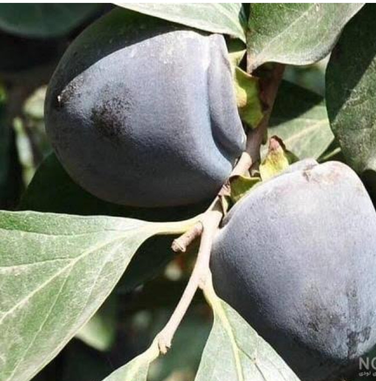خرید نهال خرمالو سیاه درشت شیرین اب دار بسیار اقتصادی مقاوم به کم ابی و سرما