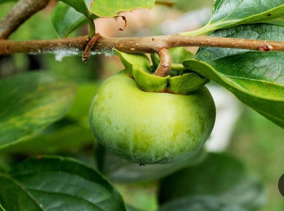 خرید نهال خرمالو سبز درشت شیرین اب دار بسیار اقتصادی مقاوم به کم ابی و سرما