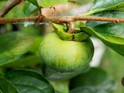 خرید نهال خرمالو سبز درشت شیرین اب دار بسیار اقتصادی مقاوم به کم ابی و سرما