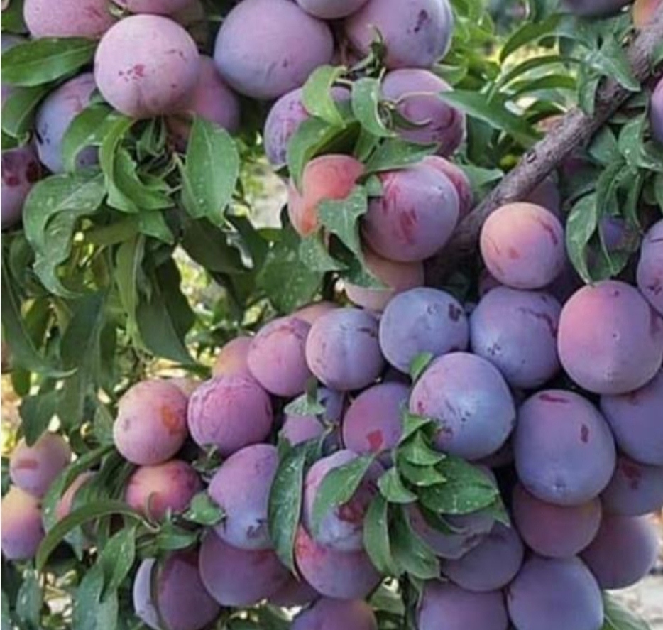 خرید نهال آلو پفکی  کالیفرنیا درشت شیرین اب دار بسیار اقتصادی مقاوم به کم ابی و سرما