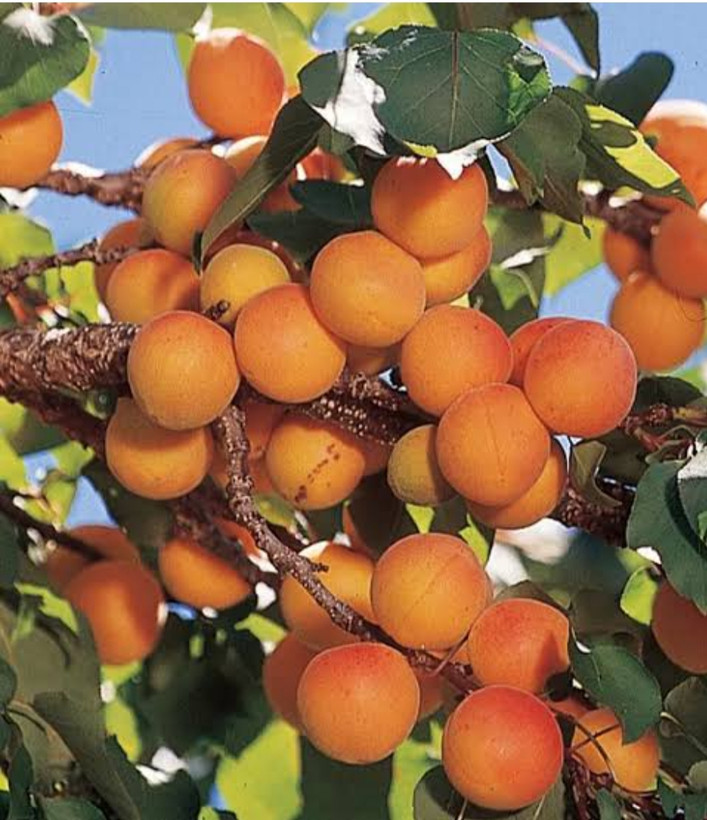 خرید نهال زردآلو تبرزه پیوندی درشت شیرین اب دار بسیار اقتصادی مقاوم به کم ابی و سرما