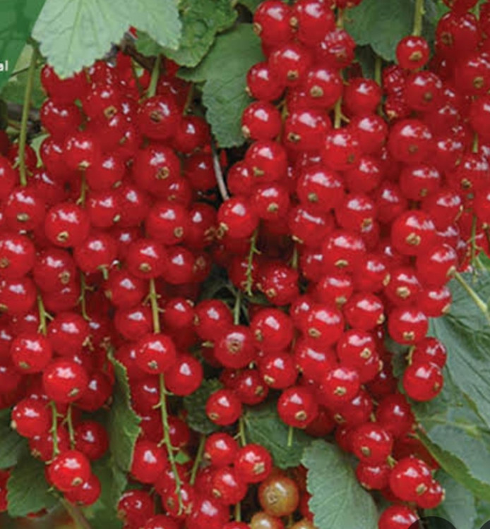 خرید نهال انگور کارنت خوشه ای درشت شیرین اب دار بسیار اقتصادی مقاوم به کم ابی و سرما