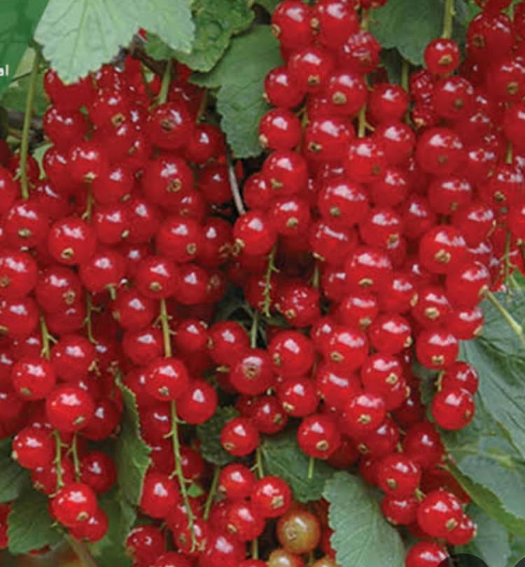 خرید نهال انگور کارنت خوشه ای درشت شیرین اب دار بسیار اقتصادی مقاوم به کم ابی و سرما