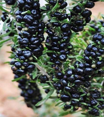 خرید نهال گوجی بری سیاه درشت شیرین مقاوم به کم ابی و سرما