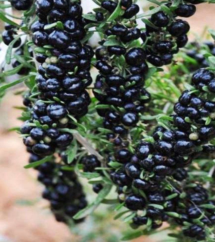 خرید نهال گوجی بری سیاه درشت شیرین مقاوم به کم ابی و سرما
