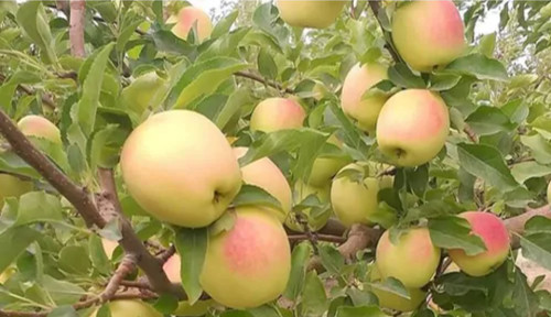 خرید نهال سیب گلاب تابستانی درشت شیرین اب دار بسیار اقتصادی مقاوم به کم ابی و سرما