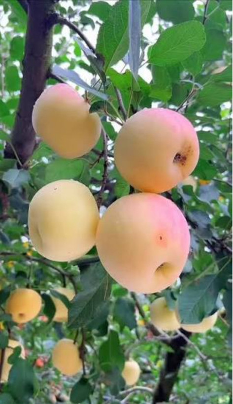 خرید نهال سیب عروس پیوندی درشت شیرین اب دار بسیار اقتصادی مقاوم به کم ابی و سرما