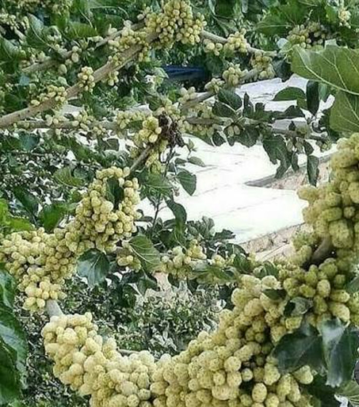 خرید نهال توت سفید هرات درشت شیرین اب دار بسیار اقتصادی مقاوم به کم ابی و سرما
