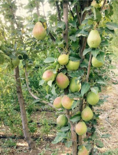 خرید نهال گلابی درگزی درشت شیرین اب دار بسیار اقتصادی مقاوم به کم ابی و سرما
