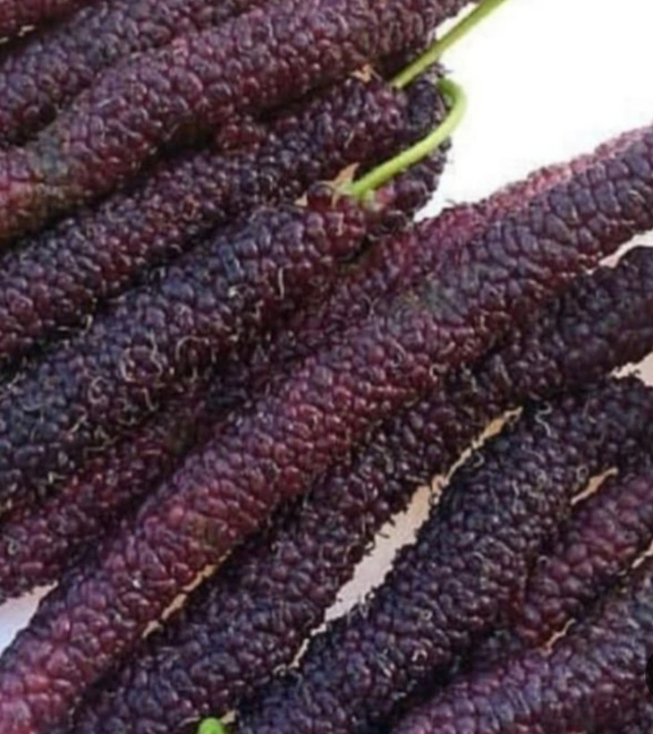 خرید نهال توت موزی هیمالیا سیاه درشت شیرین مقاوم به کم ابی و سرما