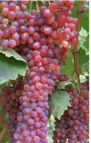 خرید نهال انگور صاحبی قرمز درشت شیرین اب دار بسیار اقتصادی مقاوم به کم ابی و سرما