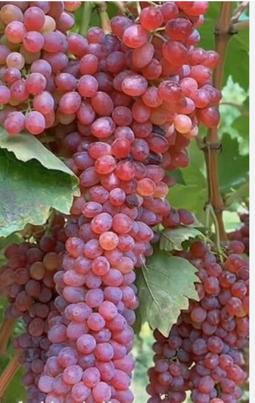 خرید نهال انگور صاحبی قرمز درشت شیرین اب دار بسیار اقتصادی مقاوم به کم ابی و سرما