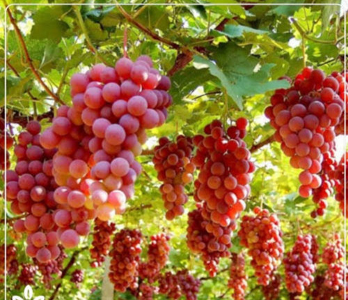 خرید نهال انگور بیدانه قرمز درشت شیرین اب دار بسیار اقتصادی مقاوم به کم ابی و سرما