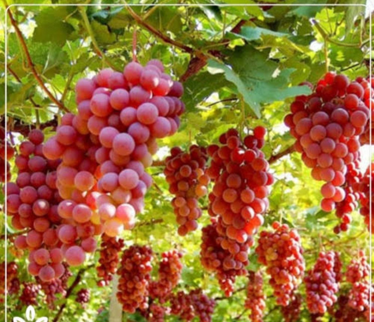 خرید نهال انگور بیدانه قرمز درشت شیرین اب دار بسیار اقتصادی مقاوم به کم ابی و سرما