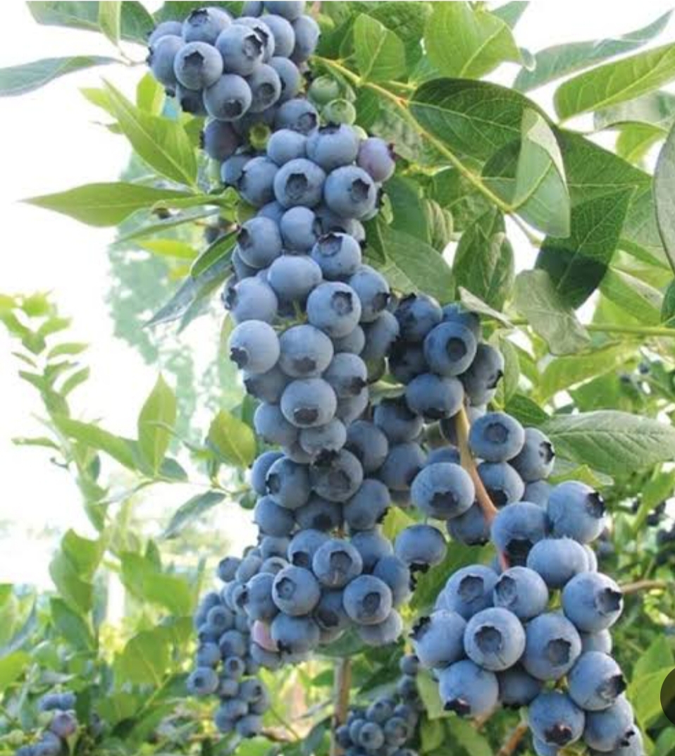 خرید نهال بلوبری دوک درشت شیرین اب دار بسیار اقتصادی مقاوم به کم ابی و سرما