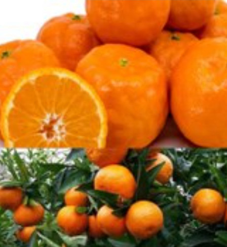 خرید نهال نارنگی تایوانی پوست نازک درشت اب دار بسیار اقتصادی مقاوم به کم ابی و سرما
