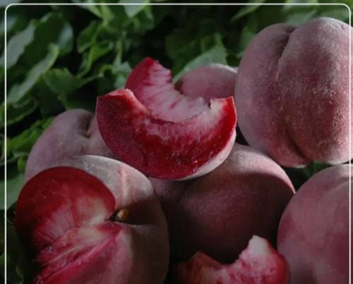 خرید نهال هلو خونی درشت شیرین اب دار بسیار اقتصادی مقاوم به کم ابی و گرما