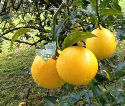 خرید نهال لیمو شیرین درشت اب دار بسیار اقتصادی مقاوم به کم ابی و سرما