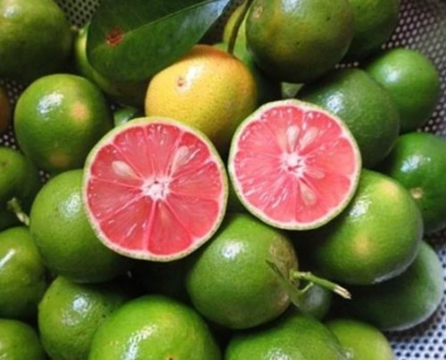 خرید نهال لیمو خونی تایلندی درشت اب دار بسیار اقتصادی مقاوم به کم ابی و سرما