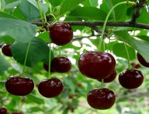 خرید نهال گیلاس اشنویه اب دار شیرین بسیار اقتصادی مقاوم به کم ابی و سرما