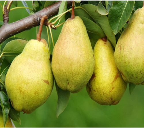 خرید نهال گلابی درگزی دیررس درشت شیرین اب دار بسیار اقتصادی مقاوم به کم ابی و سرما