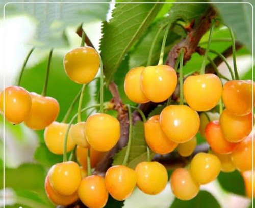 خرید نهال آلبالو زرد درشت شیرین اب دار بسیار اقتصادی مقاوم به کم ابی و سرما