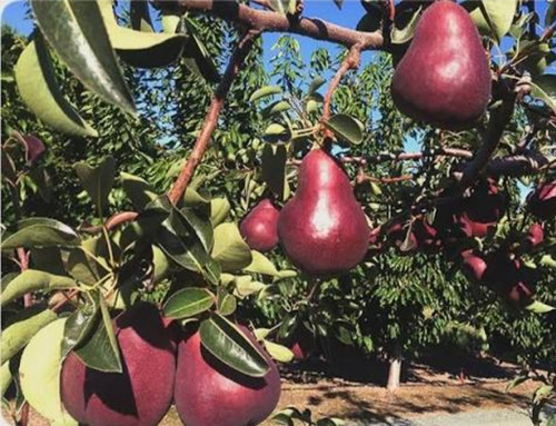 خرید نهال گلابی رد آنجو درشت شیرین اب دار بسیار اقتصادی مقاوم به کم ابی و سرما