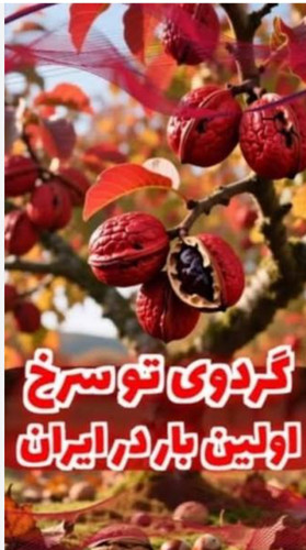 خرید نهال گردو توسرخ درشت بسیار اقتصادی مقاوم به کم ابی و سرما