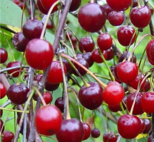 خرید نهال آلبالو مونت مورانسی درشت شیرین اب دار بسیار اقتصادی مقاوم به کم ابی و سرما