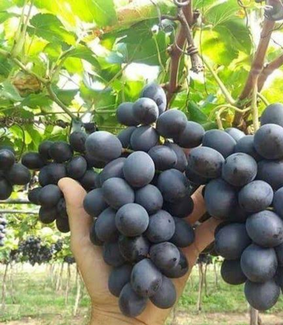 خرید نهال انگور چامپایین درشت شیرین اب دار بسیار اقتصادی مقاوم به کم ابی و سرما