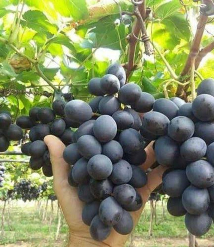 خرید نهال انگور چامپایین درشت شیرین اب دار بسیار اقتصادی مقاوم به کم ابی و سرما