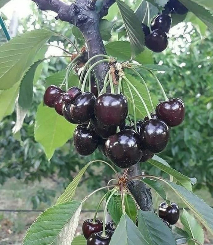 خرید نهال گیلاس تکدانه مشهد درشت شیرین اب دار بسیار اقتصادی مقاوم به کم ابی و سرما