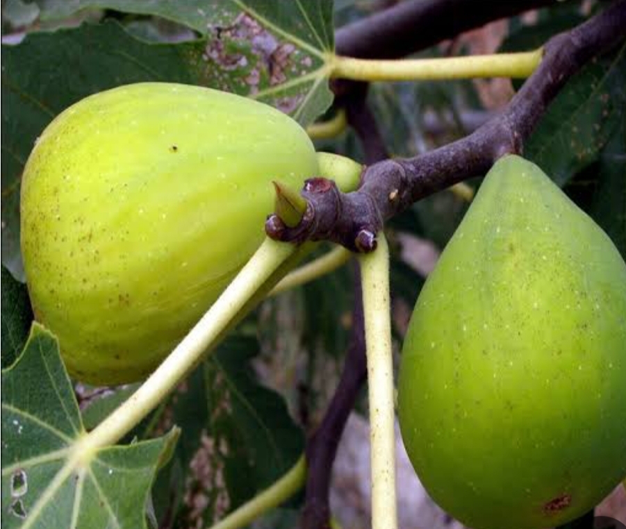 خرید نهال انجیر سبز گلابی درشت شیرین اب دار بسیار اقتصادی مقاوم به کم ابی و سرما