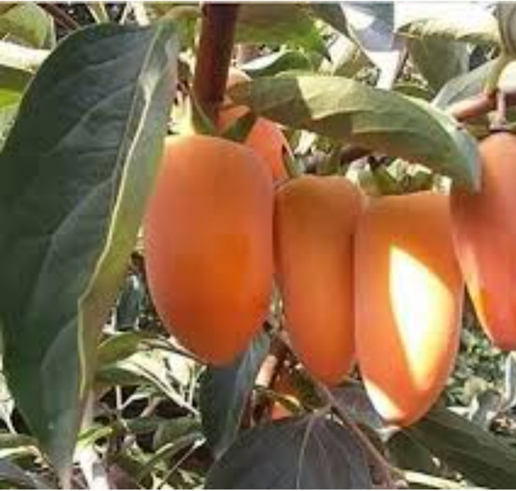 خرید نهال خرمالو موزی درشت شیرین اب دار بسیار اقتصادی مقاوم به کم ابی و سرما