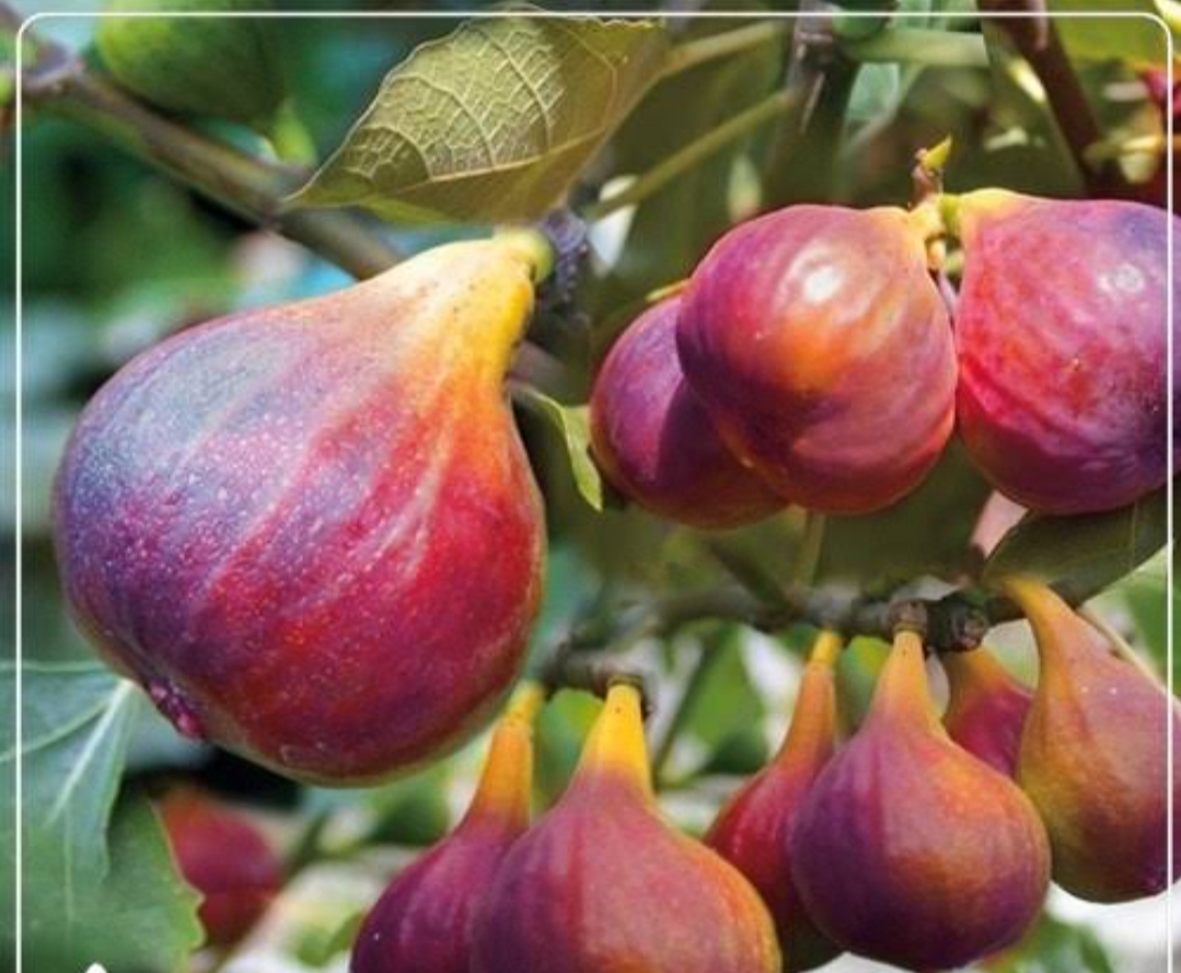 خرید نهال انجیر یزدی درشت شیرین بسیار اقتصادی مقاوم به کم ابی و سرما