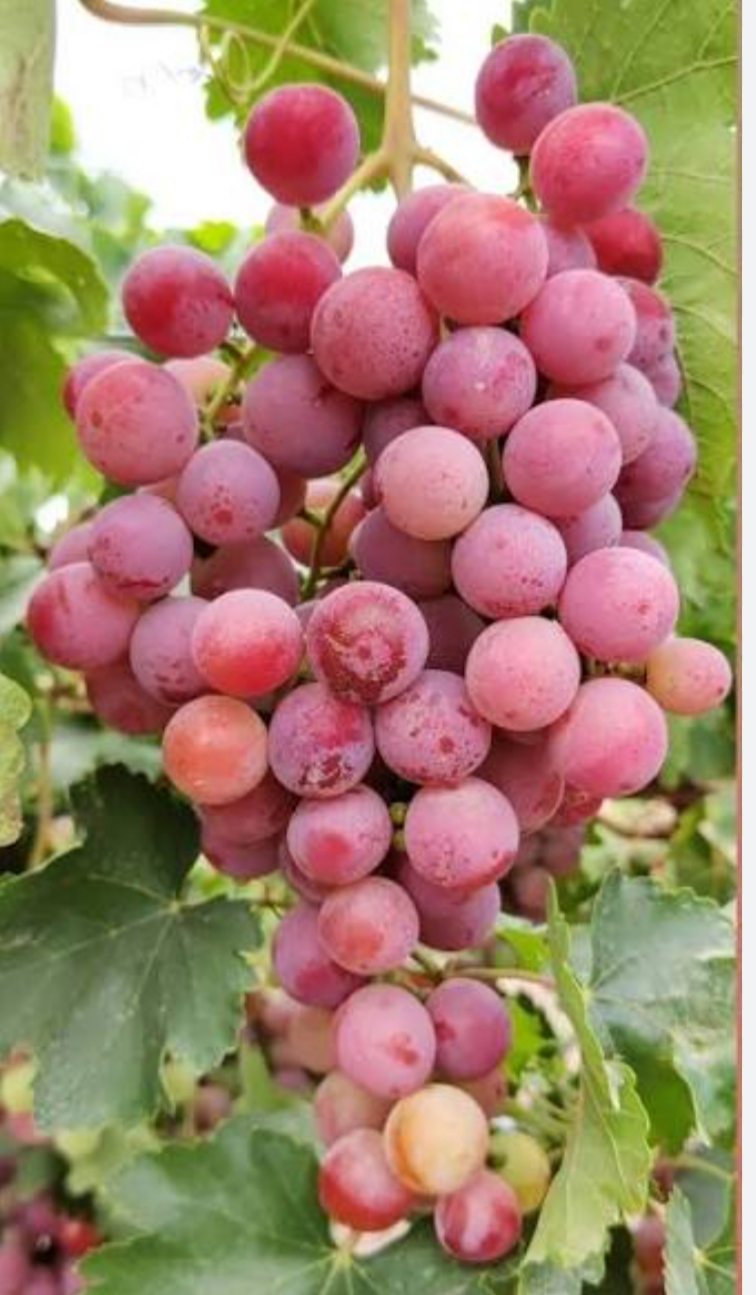 خرید نهال انگور ردکلوب امریکایی درشت شیرین اب دار بسیار اقتصادی مقاوم به کم ابی و سرما
