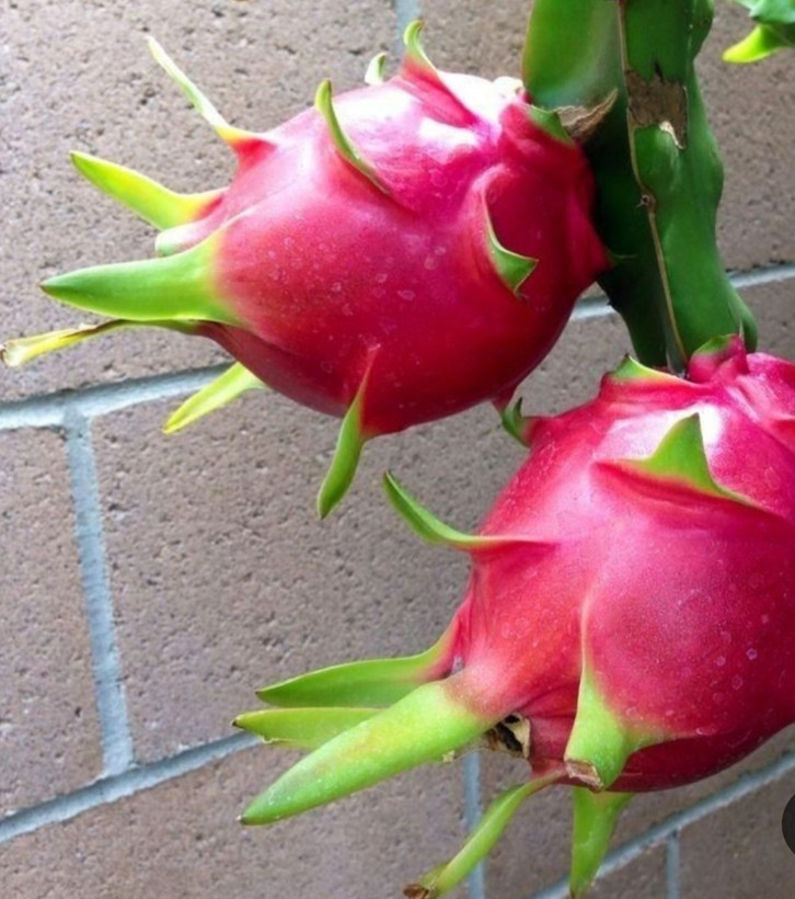 خرید نهال دراگون فروت قلمه بالغ درشت بسیار اقتصادی مقاوم به کم ابی و سرما