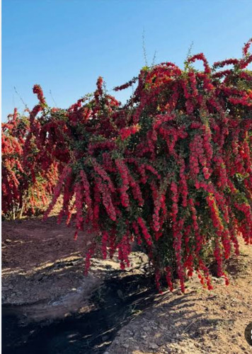 خرید نهال زرشک پفکی درشت بسیار اقتصادی مقاوم به کم ابی و گرما